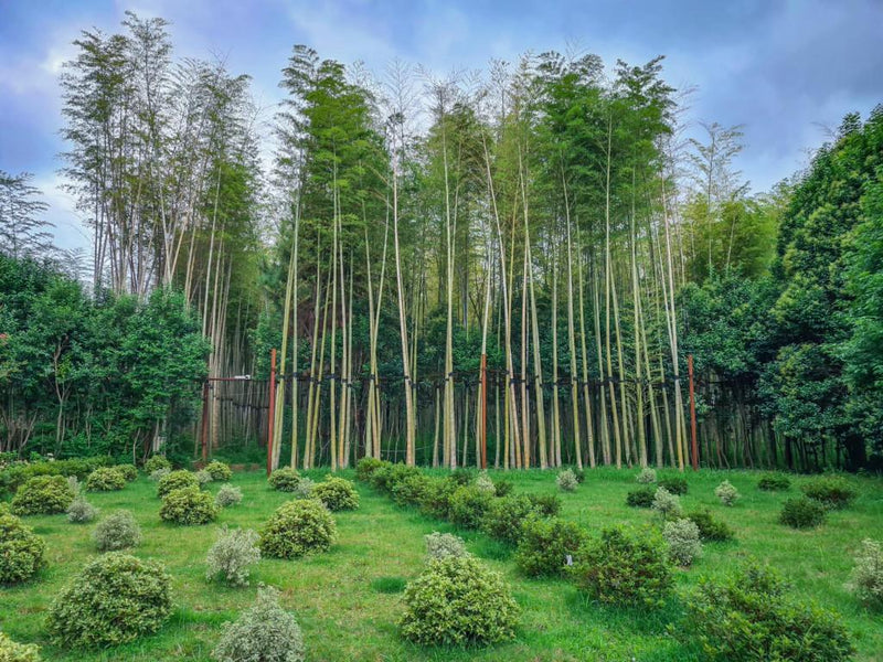 Batumi Dream Escape    5 Day / 4 Nights