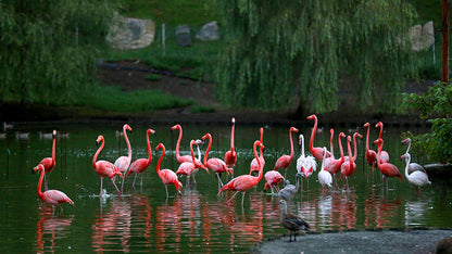 Batumi Dream Escape    5 Day / 4 Nights