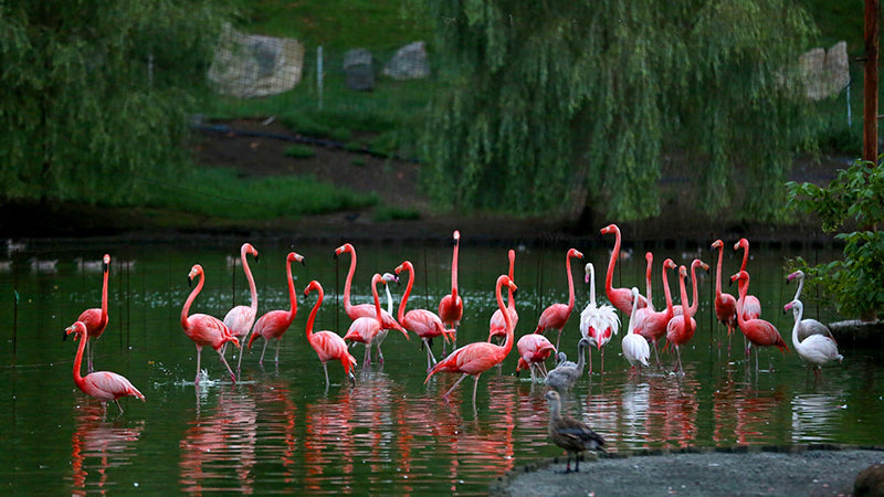 Day 6  Kutaisi  Batumi (via Dendrological and Musical Parks)
